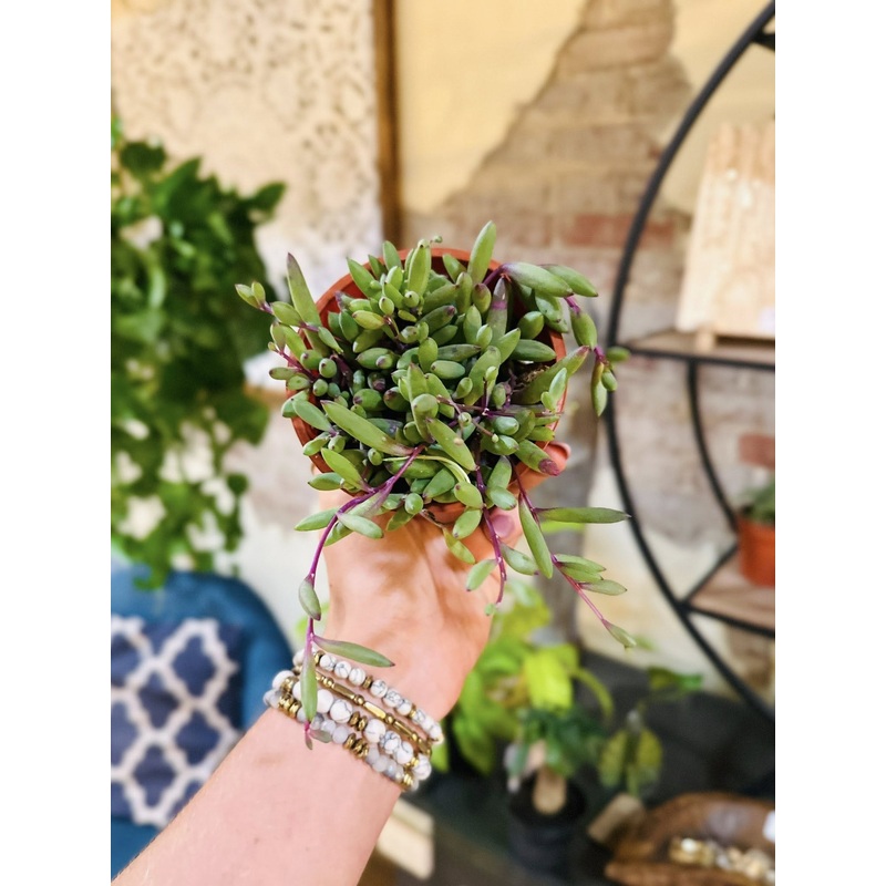 4 Ruby Necklace