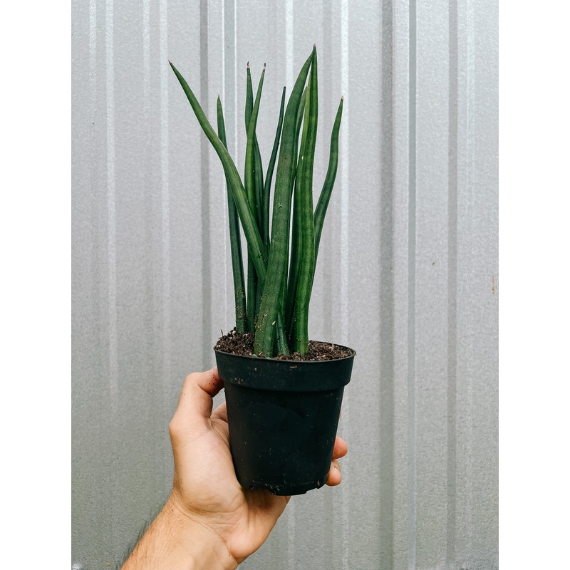 4 Sansevieria Cylindrica ‘Medusa’