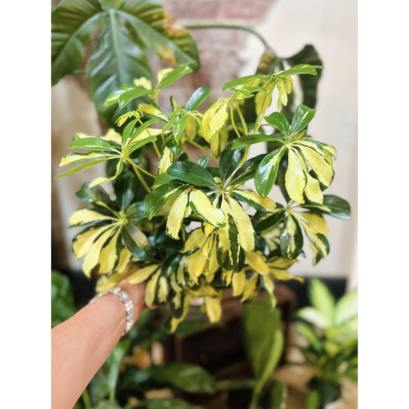 4 Schefflera Arboricola Variegated