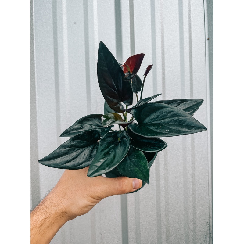 4 Syngonium Erythrophyllum ‘Red Arrow’