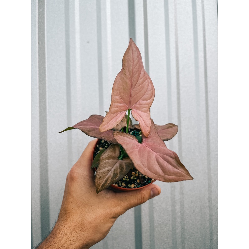 4 Syngonium ‘Pink Perfection’