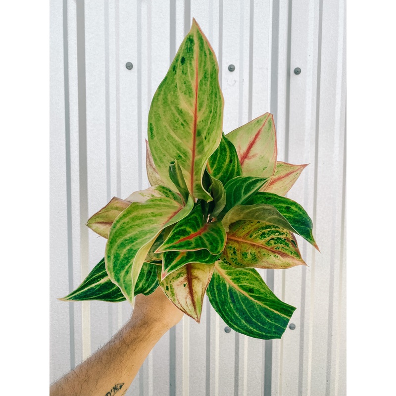 5 Aglaonema ‘Golden Papaya’