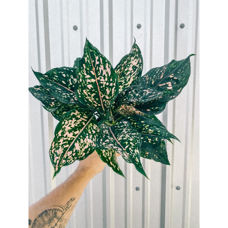 5 Aglaonema ‘Pink Dalmatian’