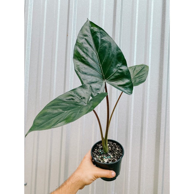 5 Alocasia ‘metal head’