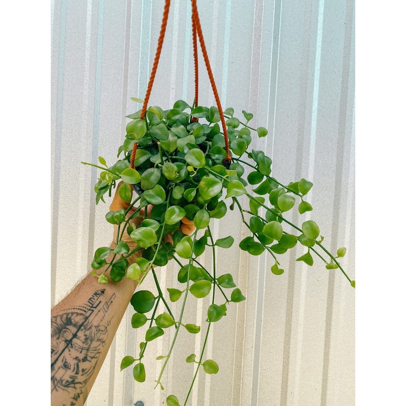 5 Dischidia ‘oiantha’ (hanging basket)