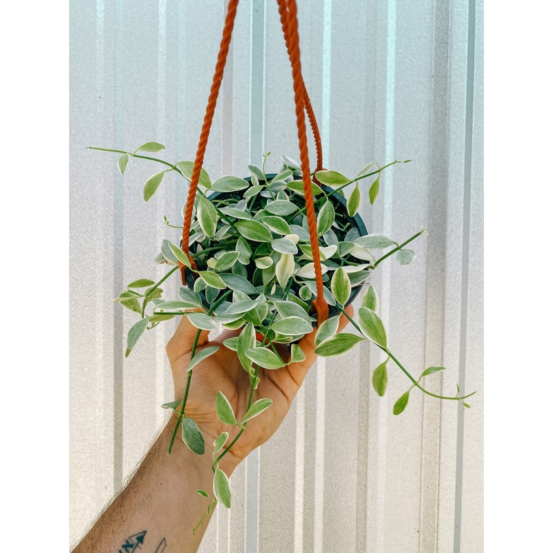 5 Dischidia ‘oiantha variegated’ (hanging basket)
