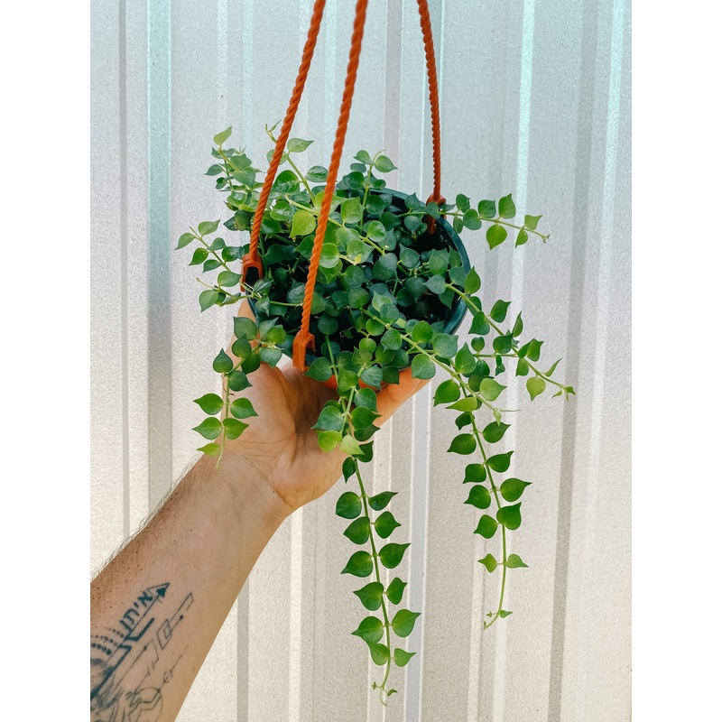 5 Dischidia Ruscifolia ‘Million Hearts’ (hanging basket)