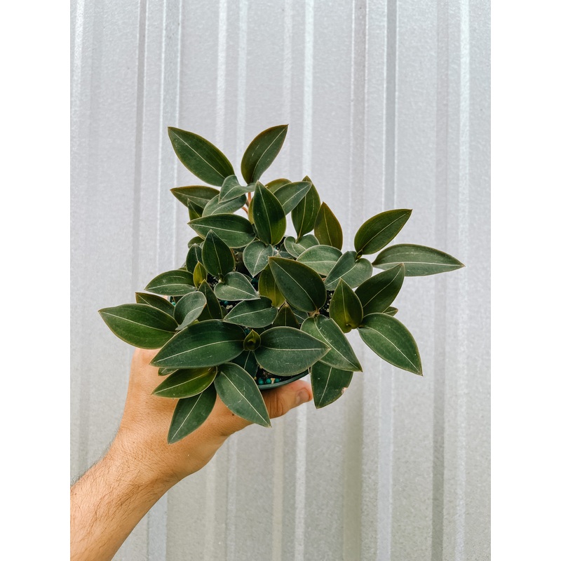 5 Jewel Orchid ‘Ludisia Discolor var. Nigricans’