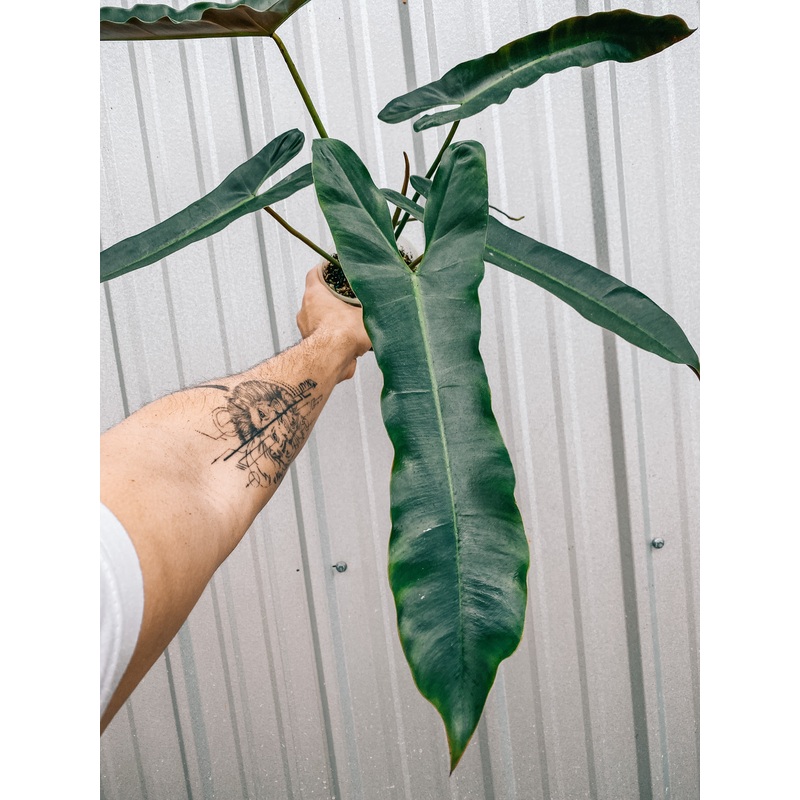 5 Philodendron ‘Atabapoense’