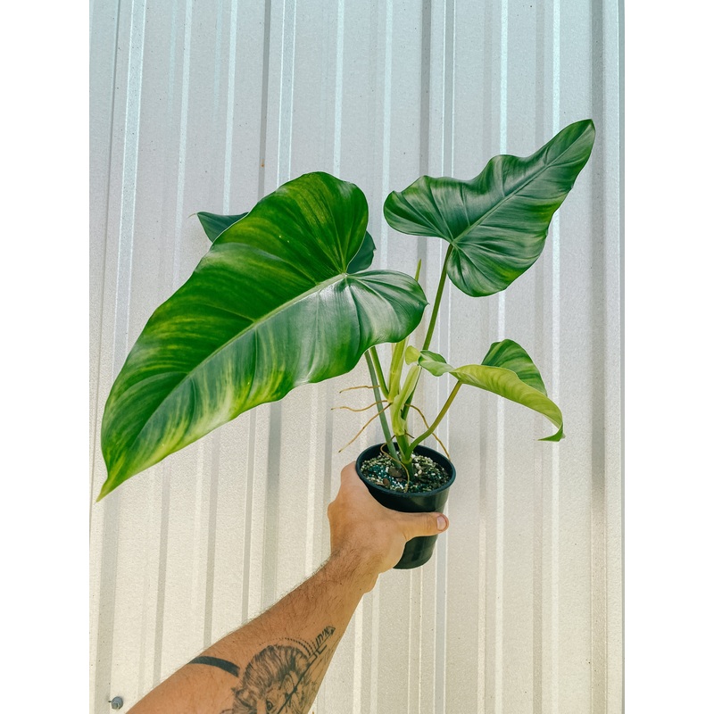 5 Philodendron ‘domesticum’ (reverted)