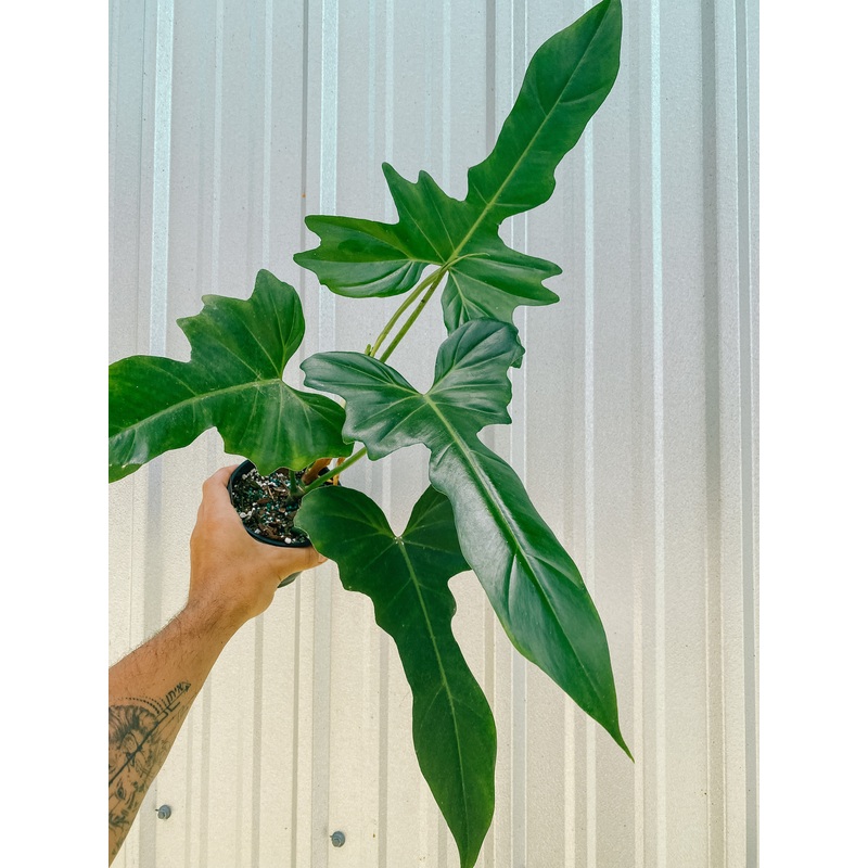 5 Philodendron ‘Green Dragon’