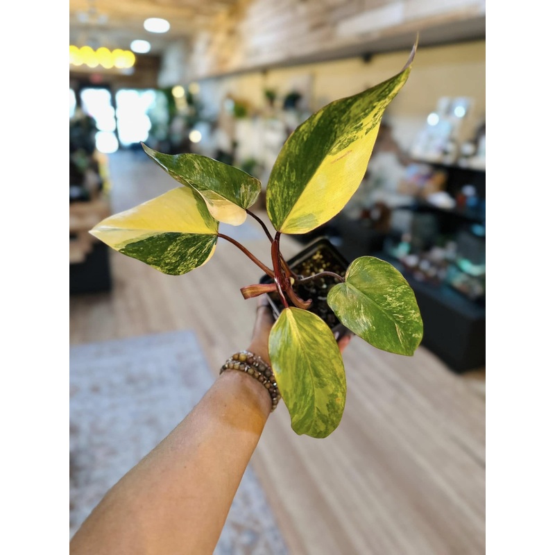 5 Strawberry Shake Philodendron