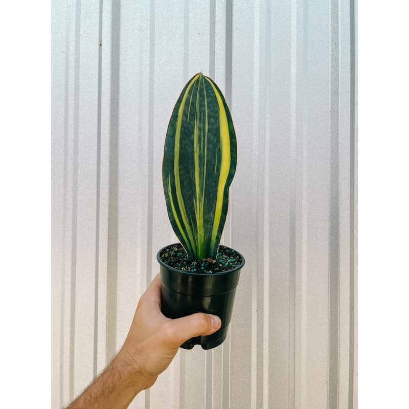 5 Variegated Sansevieria ‘Whale Fin’