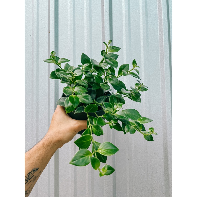 6 Aeschynanthus ‘Mona Lisa’ (Lipstick Plant)