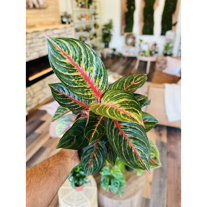 6 Aglaonema Garnet Coltrane