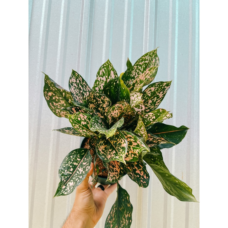6 Aglaonema ‘Pink Dalmatian’