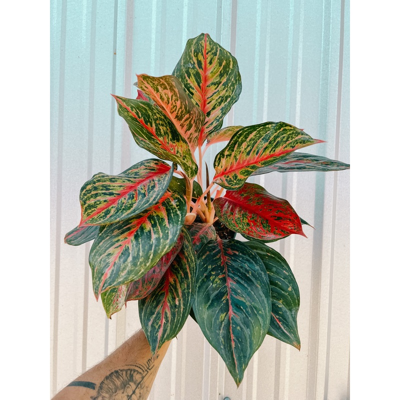 6 Aglaonema ‘Rubi’