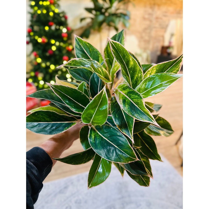 6 Aglaonema Siam Pink