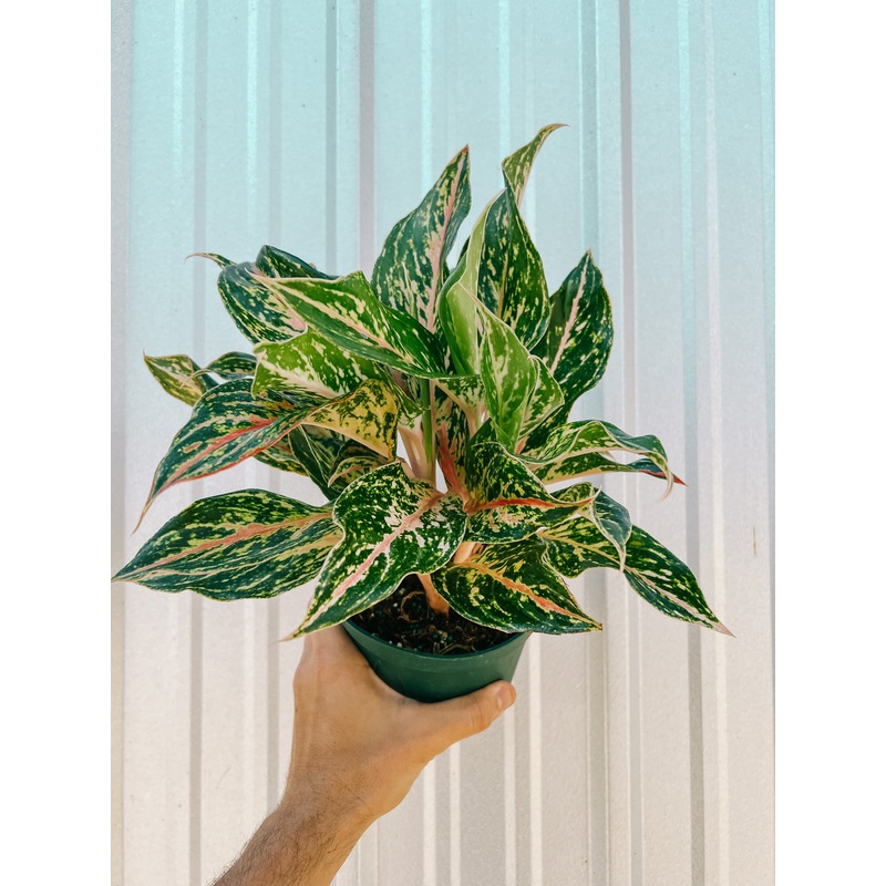 6 Aglaonema ‘Sparkling Sarah’