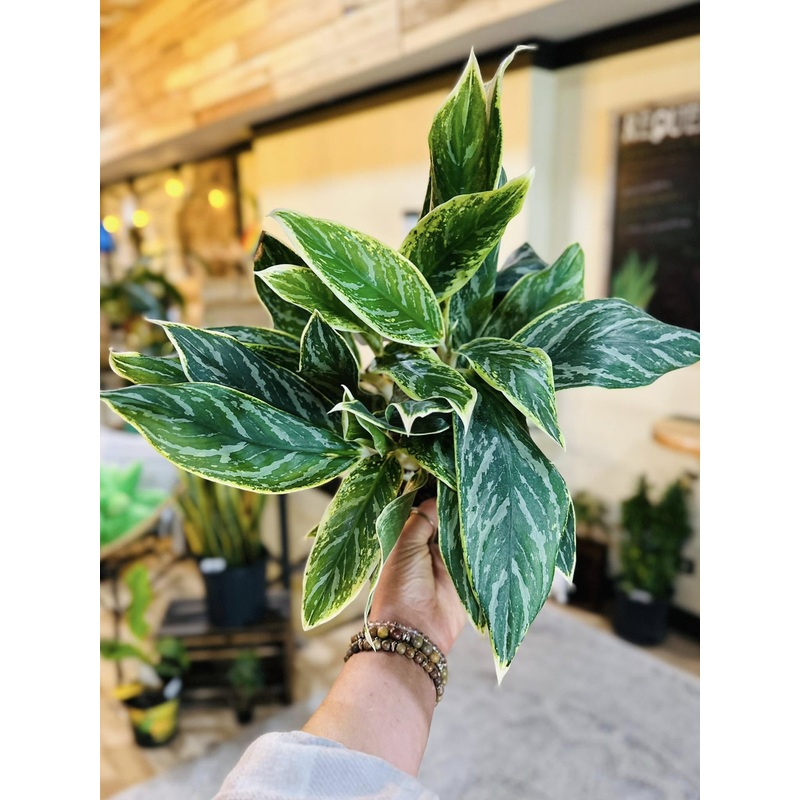 6 Aglaonema White Tip