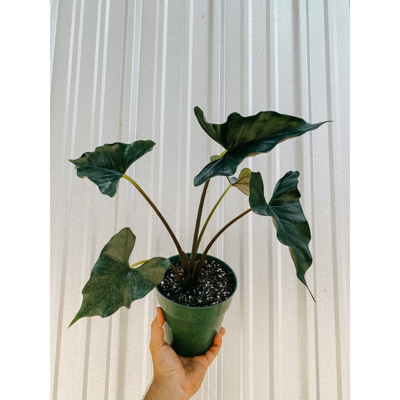 6 Alocasia ‘Purple Cloak’