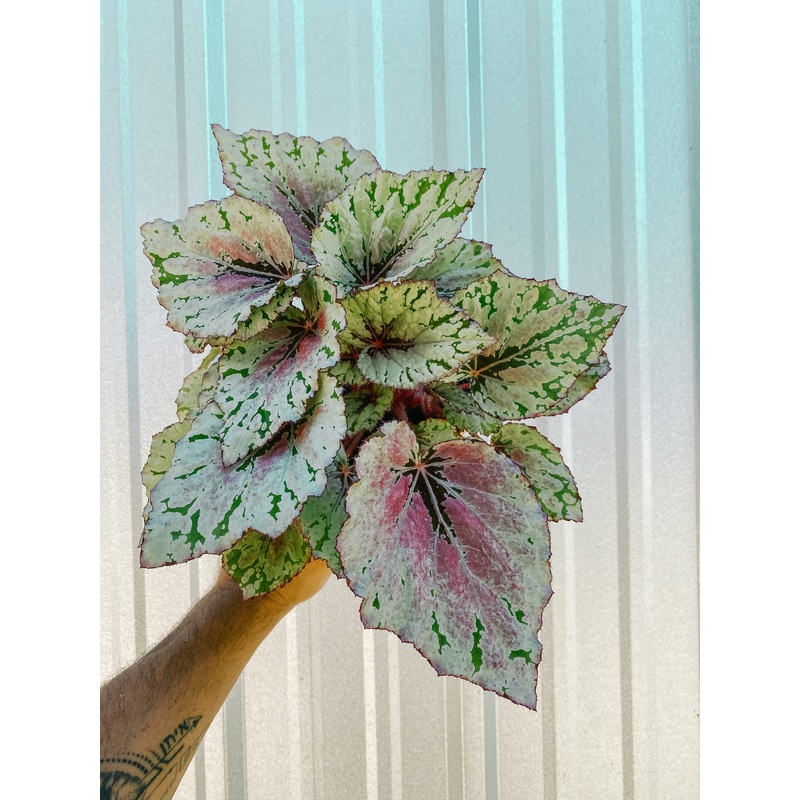 6 Begonia ‘Harmony’s Ember’