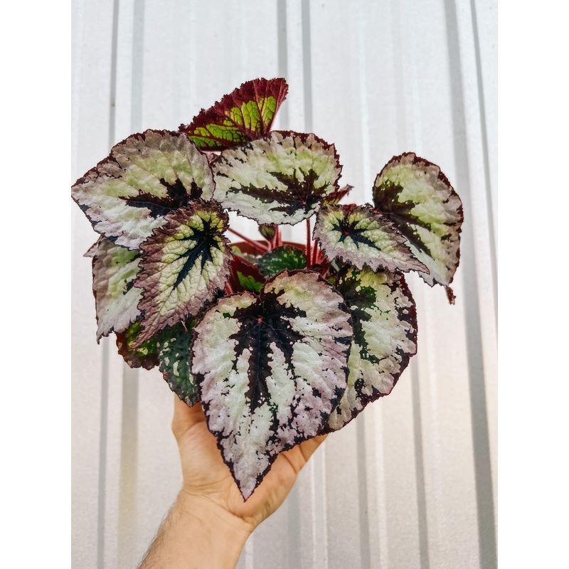 6 Begonia ‘Harmony’s Firewoman’