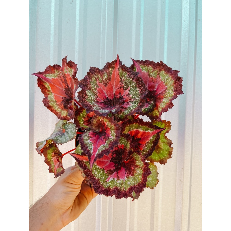 6 Begonia ‘Harmony’s Love Hurts’