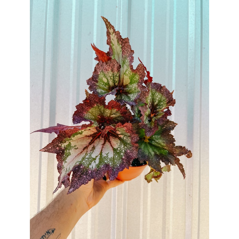 6 Begonia ‘Harmony’s Pink Radiance’