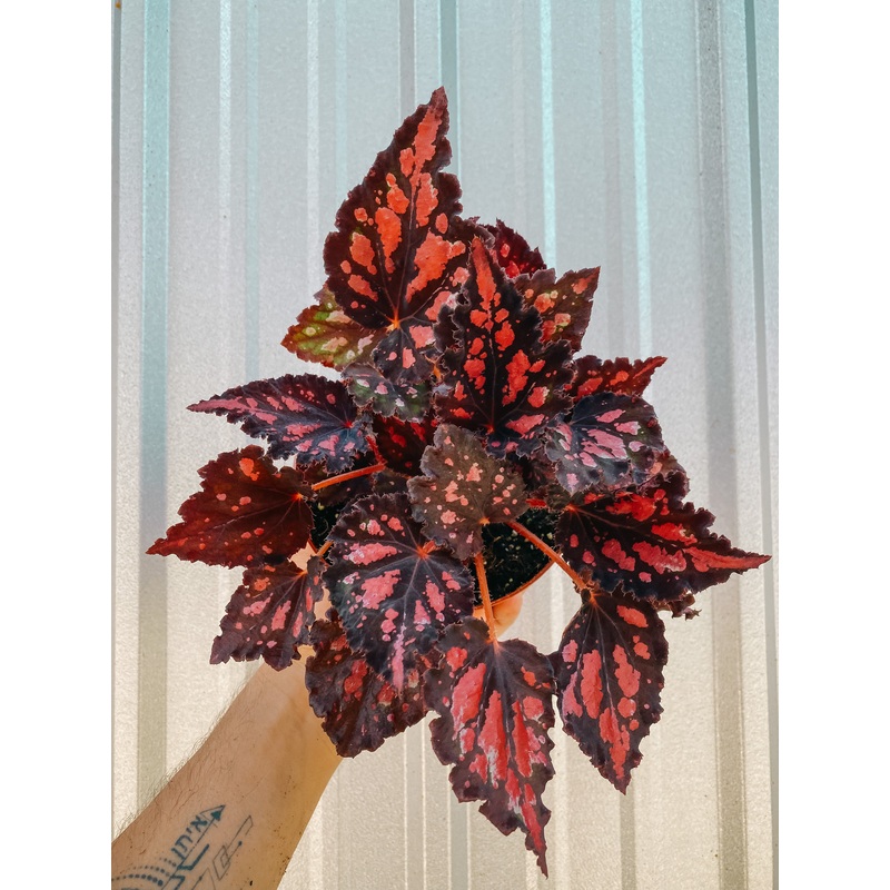 6 Begonia ‘Harmony’s Red Hots’