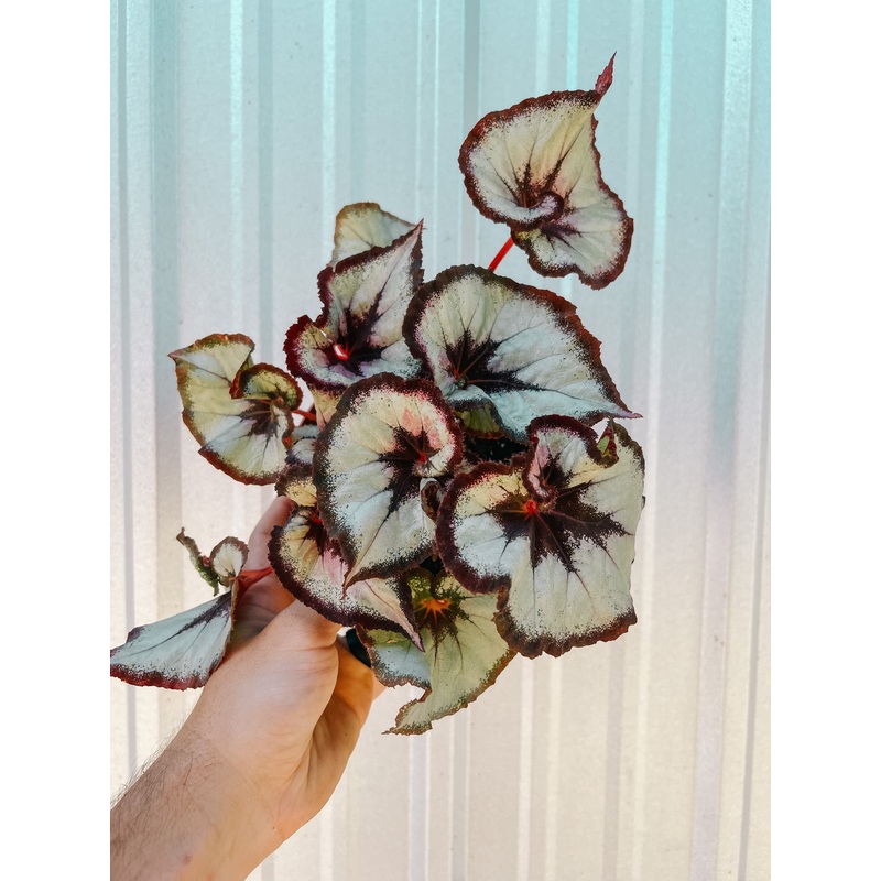 6 Begonia ‘Harmony’s Vertigo’