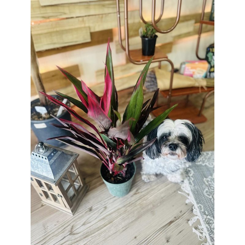 6 Cordyline Hot Pepper