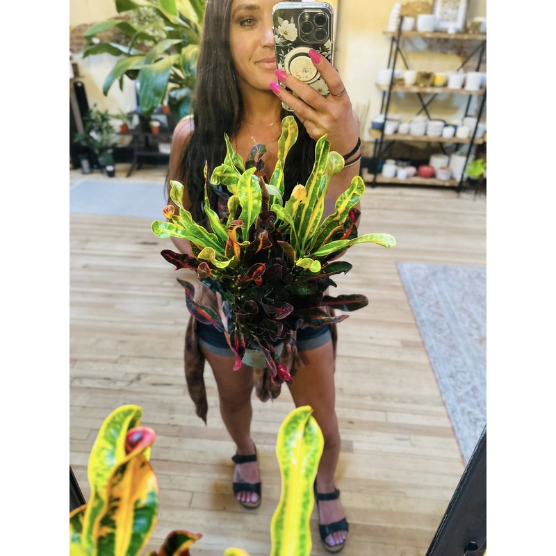 6 Croton Mammey