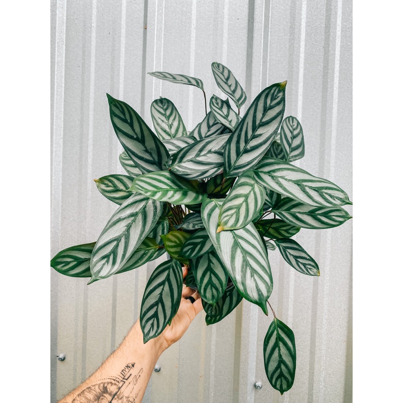 6 Ctenanthe Setosa ‘Gray Star’