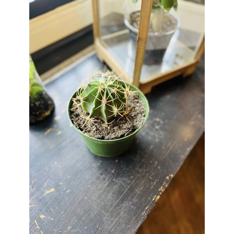 6 Devil’s Tongue Barrel Cactus