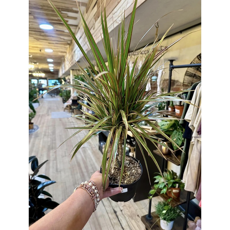 6 Dracaena Bicolor