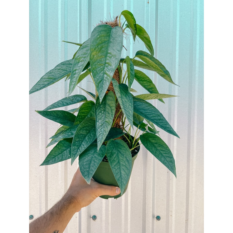 6 Epipremnum ‘Cebu Blue’ (totem)
