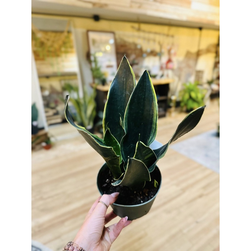 6 Fabi Snake Plant