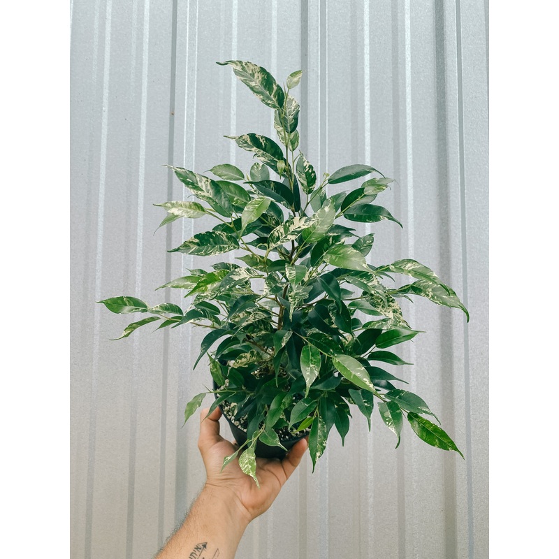 6 Ficus ‘Benjamina El Dorado’