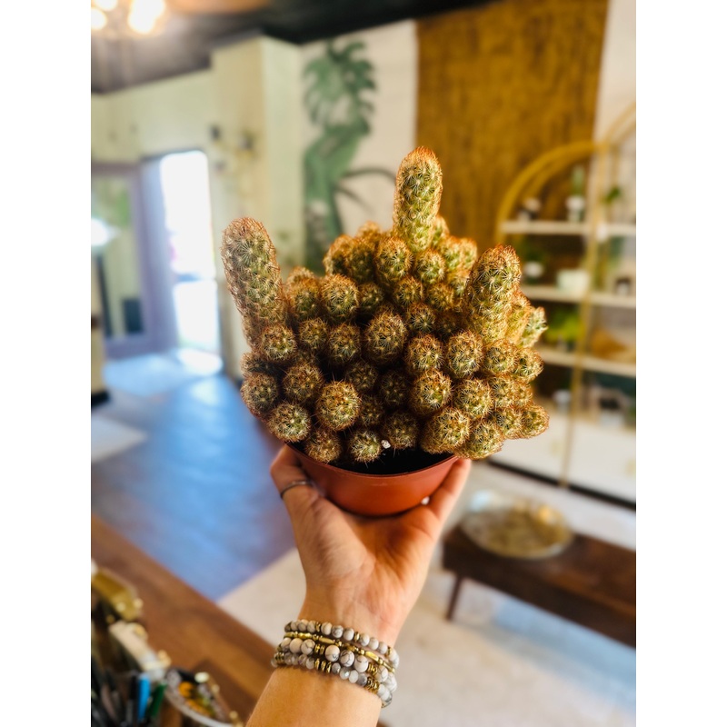 6 Gold Lace Cactus