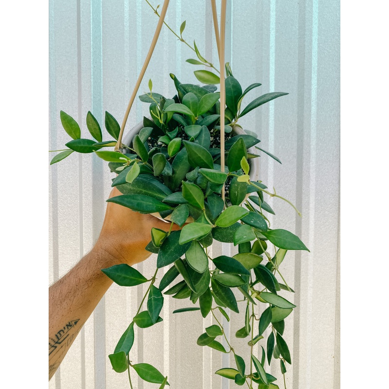 6 Hoya aff. ‘Burtoniae (Hanging Basket)