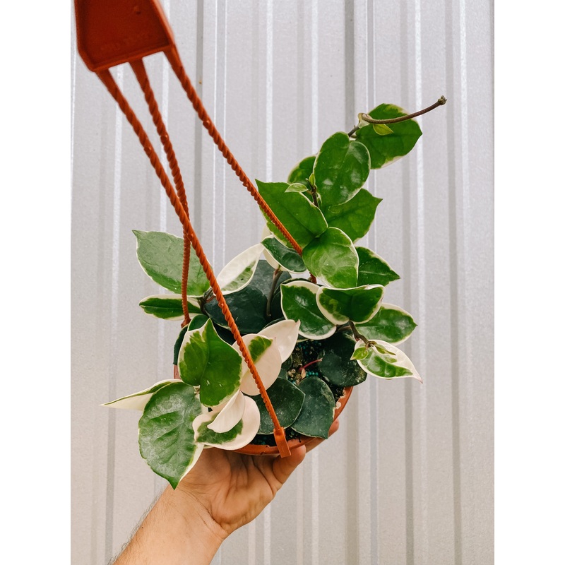 6 Hoya Carnosa cv. Snowball (hanging basket)
