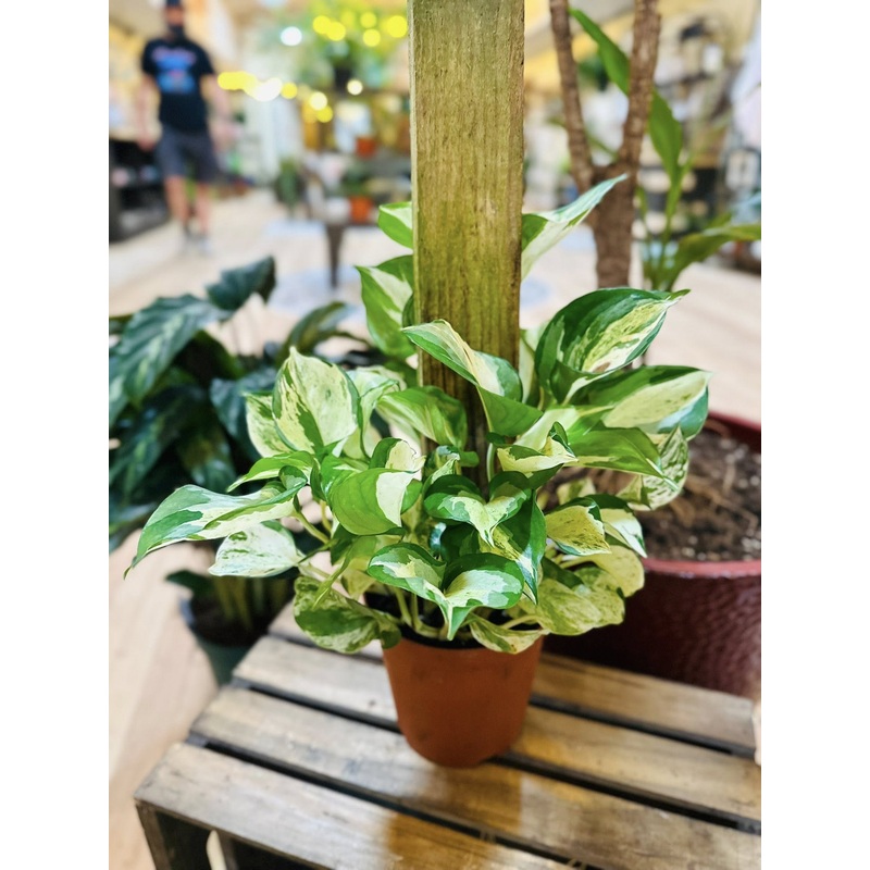 6 Manjula Pothos Totem