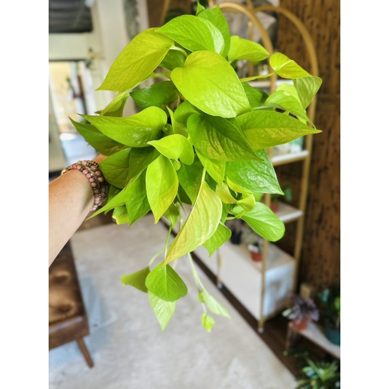 6 Neon Pothos