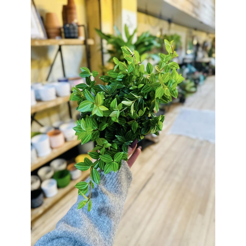 6 Peperomia Funky Frog