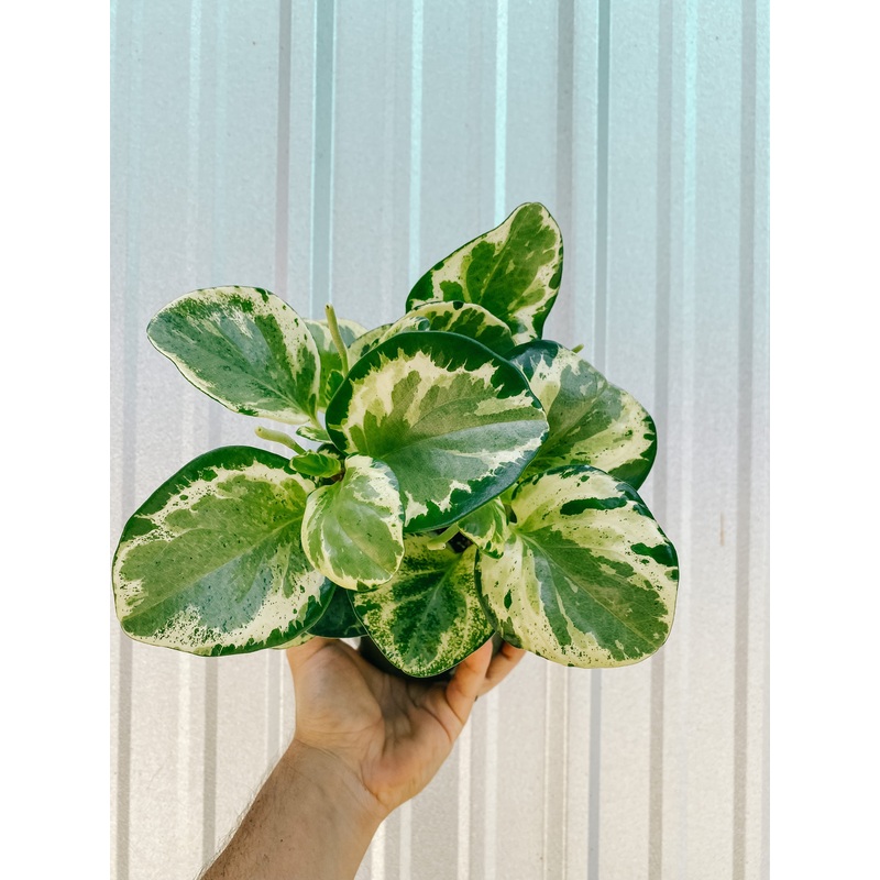 6 Peperomia ‘Obtusifolia Marble’