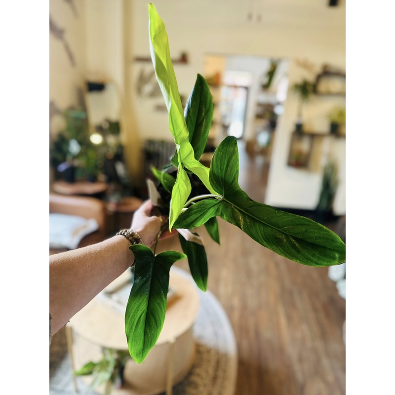 6 Philodendron Bette Waterbury
