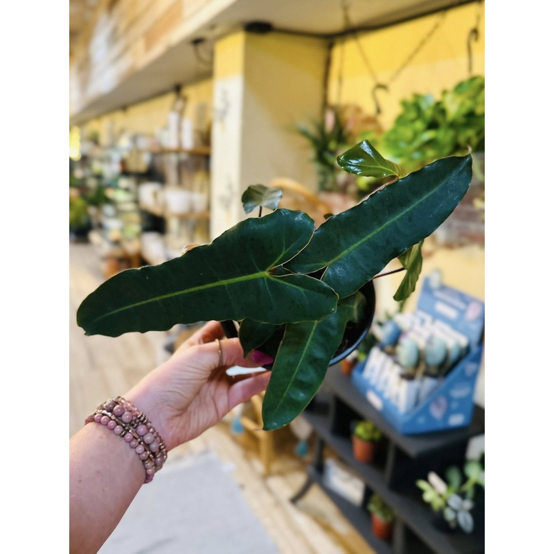 6 Philodendron Billietiae Black