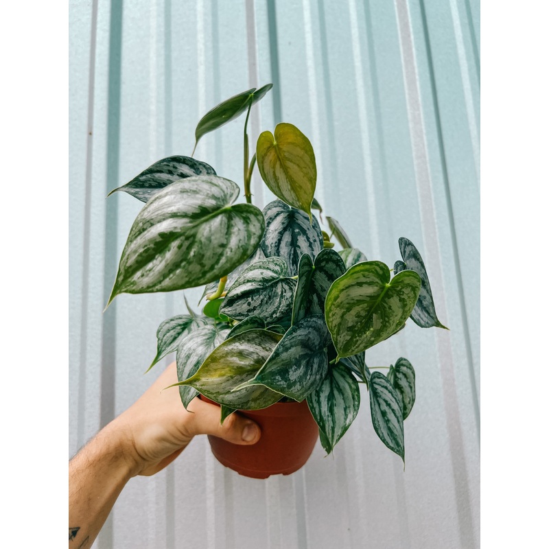 6 Philodendron ‘Brandtianum’