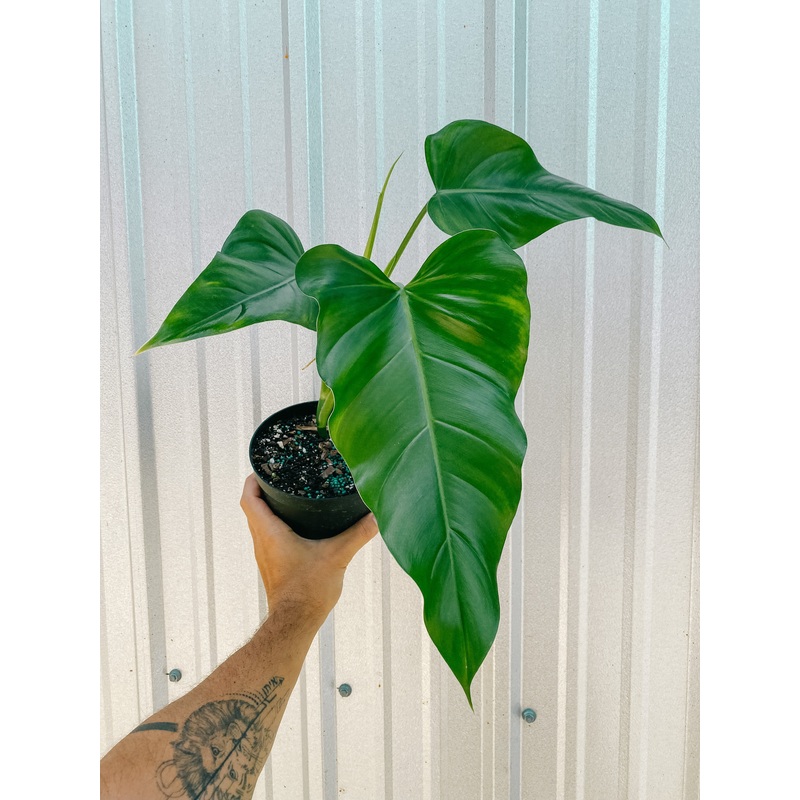 6 Philodendron ‘domesticum’ (reverted)